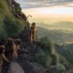 Simien Mountains National Park